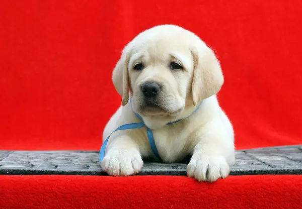 The little labrador puppy on a red background — Stock Photo, Image