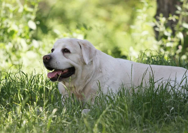 Een schattige gele labrador in het park — Stockfoto