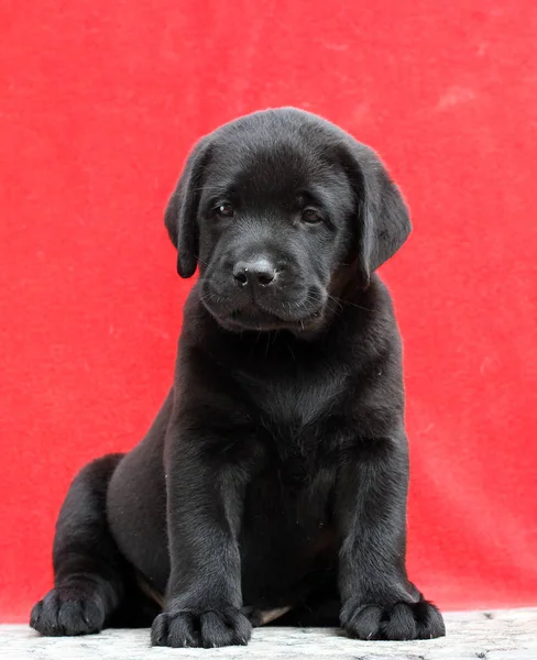 Um filhote de cachorro pequeno labrador em um fundo vermelho — Fotografia de Stock