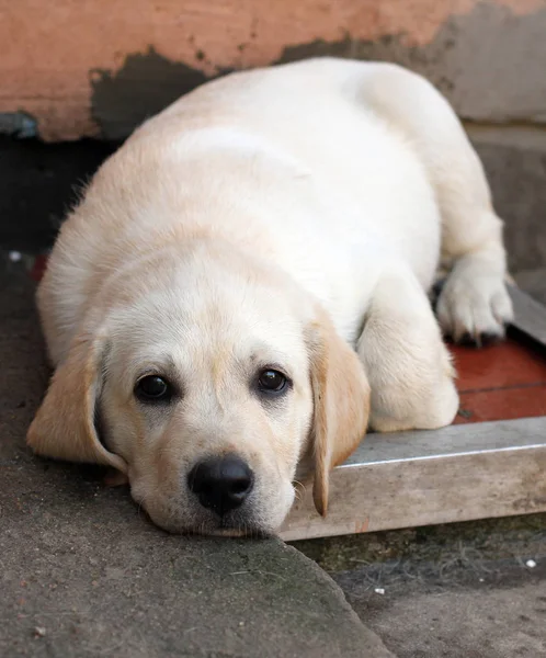 Little labrador puppy near a house — Stock Photo, Image