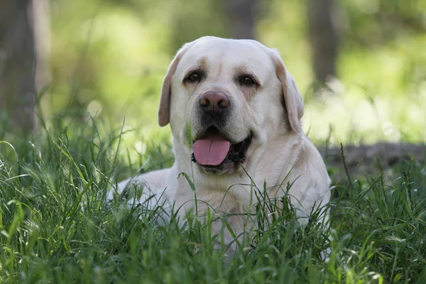 De schattige gele labrador in het park — Stockfoto