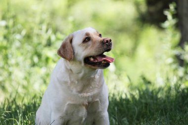parkta sevimli sarı labrador