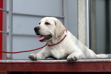 parkta labrador yavrusu