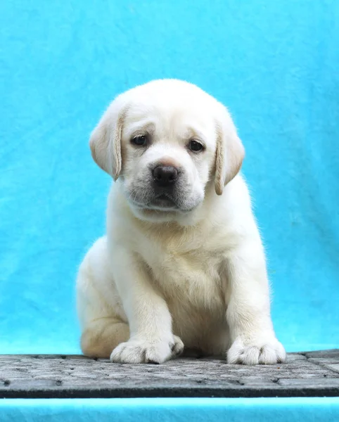 Un petit chiot labrador sur fond bleu — Photo