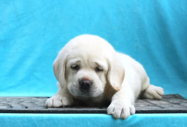 Le petit chiot labrador sur fond bleu — Photo