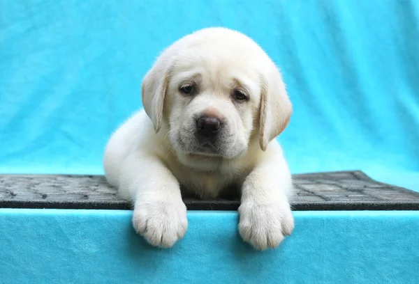 Mavi arka planda küçük labrador köpeği. — Stok fotoğraf