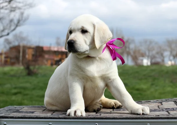 Mignon petit chiot labrador dans le parc — Photo