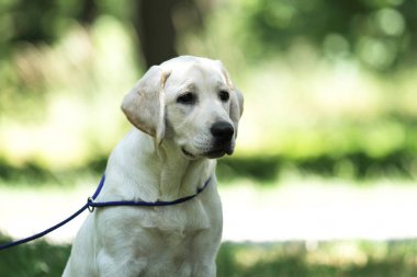 parkta labrador yavrusu