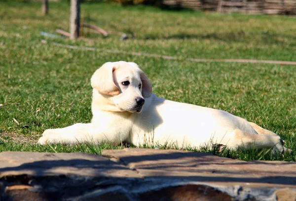 O filhote de cachorro labrador bonito no parque — Fotografia de Stock