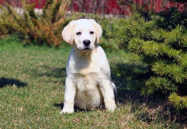 Anjing labrador kecil yang lucu di taman — Stok Foto