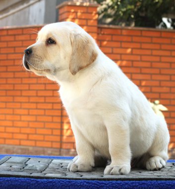 mavi bir arka plan üzerinde küçük bir şirin labrador köpek yavrusu