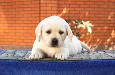 mavi bir arka plan üzerinde küçük şirin labrador köpek yavrusu