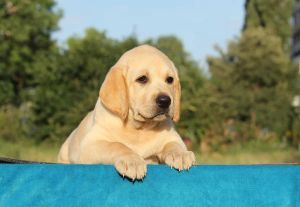 Kleine labrador puppy op een blauwe achtergrond — Stockfoto