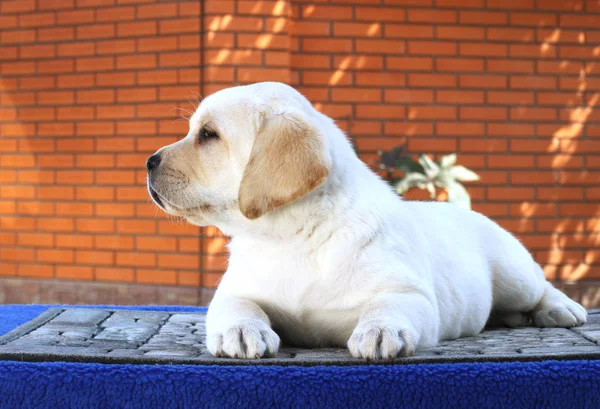 Mało bystry szczeniak labrador na niebieskim tle — Zdjęcie stockowe