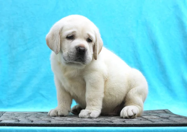 Un piccolo cucciolo labrador su sfondo blu — Foto Stock