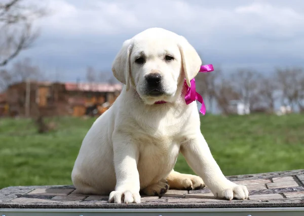 Petit chiot labrador dans le parc — Photo