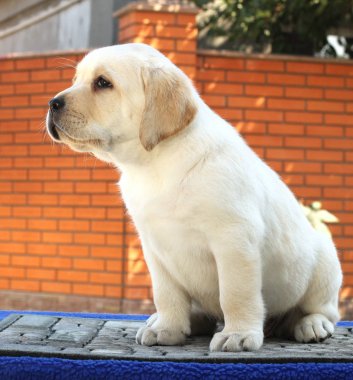 mavi bir arka plan üzerinde küçük bir şirin labrador köpek yavrusu
