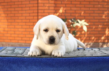 mavi bir arka plan üzerinde küçük şirin labrador köpek yavrusu