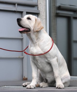 parkta labrador yavrusu