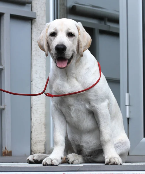 Parkta küçük bir labrador köpek yavrusu — Stok fotoğraf