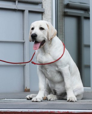 parkta labrador yavrusu