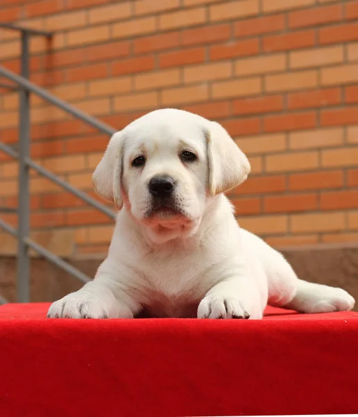 Labrador yavrusu kırmızı bir arka plan üzerinde — Stok fotoğraf