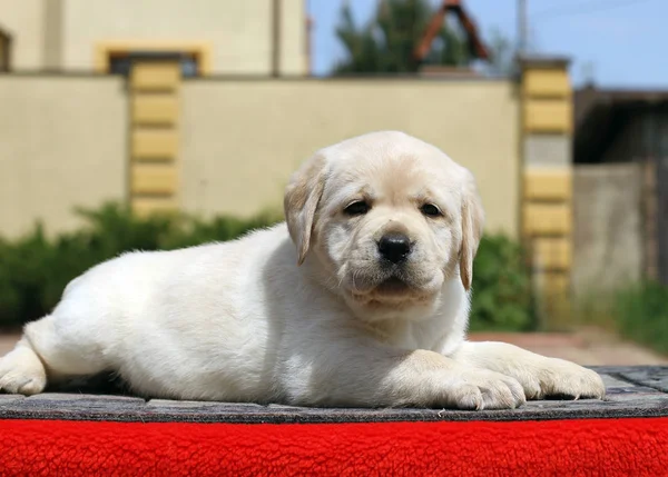 O filhote de cachorro pequeno labrador em um fundo vermelho — Fotografia de Stock