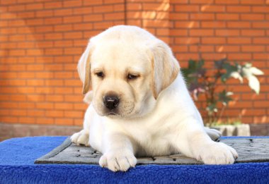 Mavi arka planda küçük bir labrador köpeği.