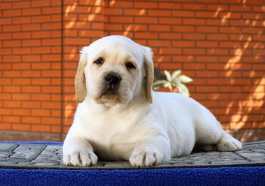 Mavi arka planda küçük labrador köpeği.