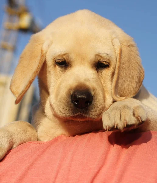 Bir omuz üzerinde küçük bir şirin labrador köpek yavrusu — Stok fotoğraf
