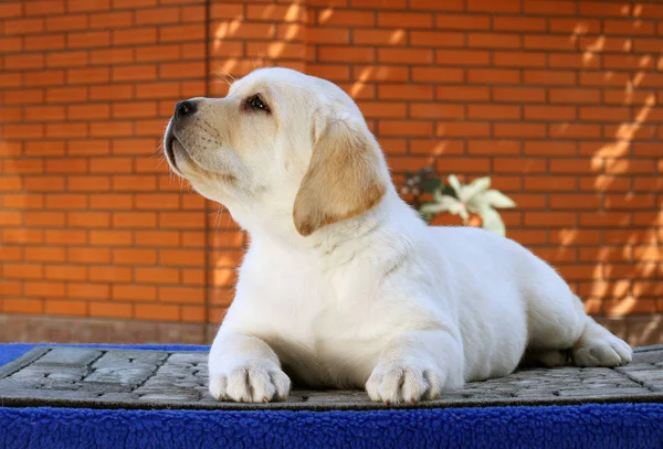 Mavi arka plandaki küçük labrador yavrusu.