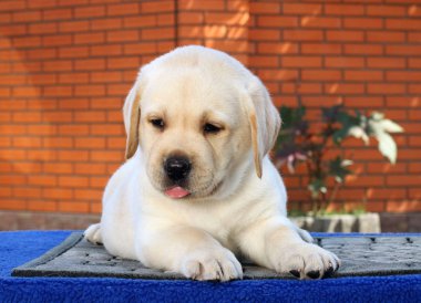 Mavi arka planda küçük bir labrador köpeği.