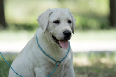 parkta labrador yavrusu