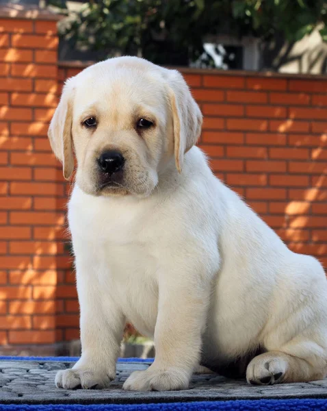 The little labrador puppy on a blue background — Stock Photo, Image