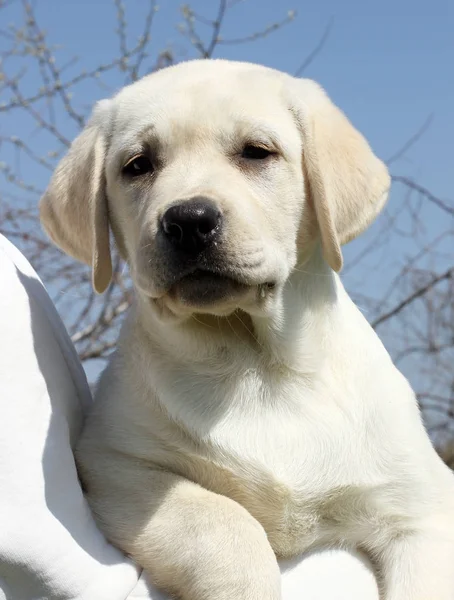 O pequeno filhote de cachorro labrador bonito em um ombro — Fotografia de Stock