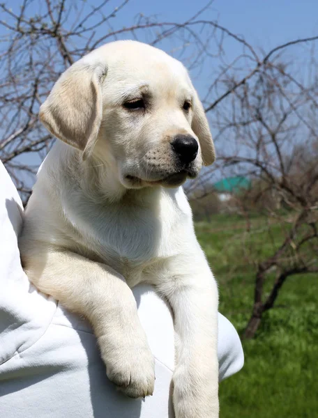 Egy kis aranyos labrador kölyök a vállát — Stock Fotó