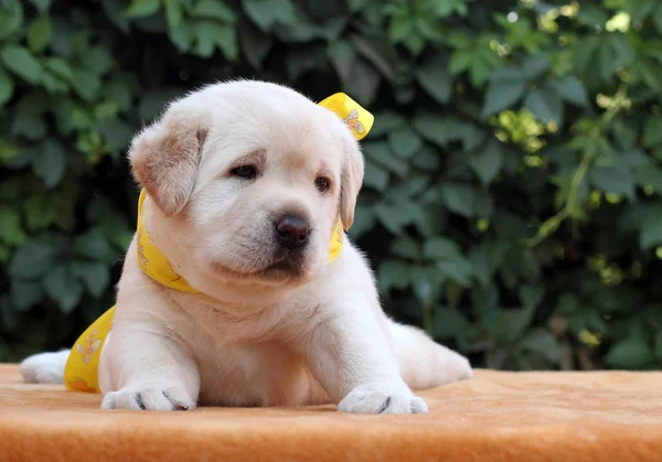 Pequeño cachorro labrador sobre un fondo amarillo —  Fotos de Stock