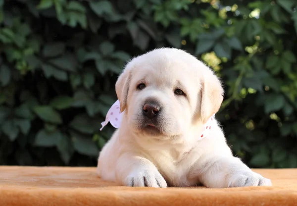 Een kleine labrador pup op een gele achtergrond — Stockfoto