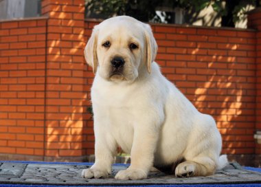 Mavi arka plandaki küçük labrador yavrusu.