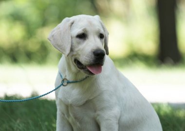 parkta köpek labrador yavrusu