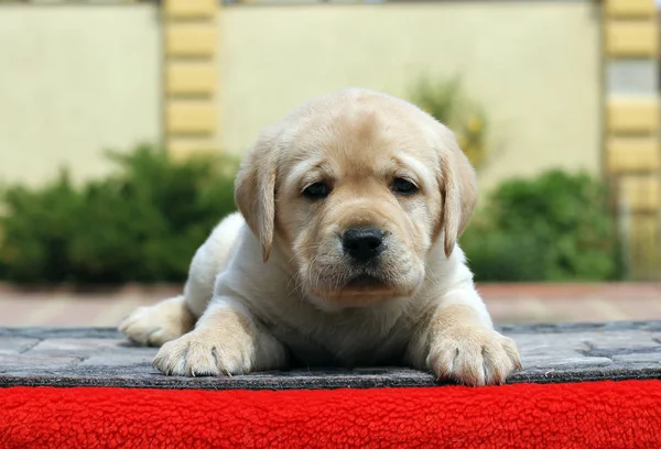 赤の背景にラブラドール子犬 — ストック写真