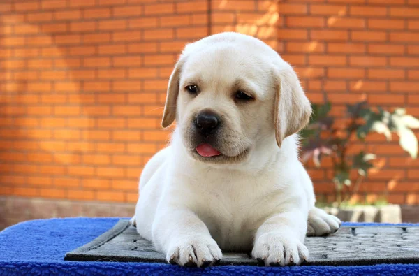 Mavi arka planda küçük bir labrador köpeği.