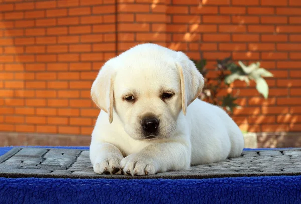 Malý labrador štěně na modrém pozadí — Stock fotografie