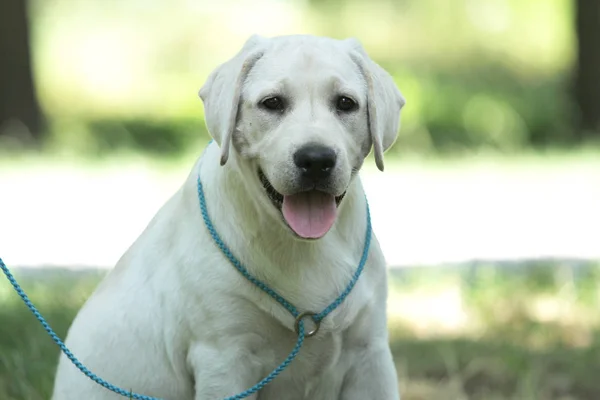 Parkta küçük bir labrador köpek yavrusu — Stok fotoğraf