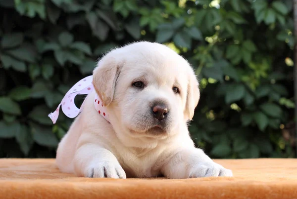 Den lilla labrador valpen på gul bakgrund — Stockfoto