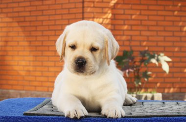 Mavi arka planda küçük bir labrador köpeği.