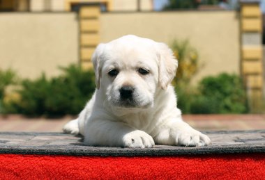 labrador yavrusu kırmızı bir arka plan üzerinde