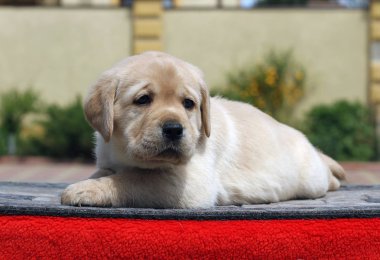 kırmızı bir arka plan üzerinde köpek labrador yavrusu