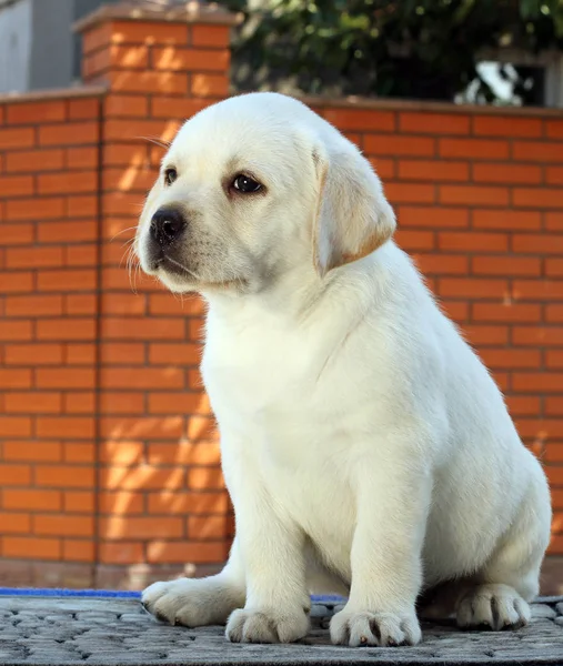 El perrito labrador sobre fondo azul —  Fotos de Stock