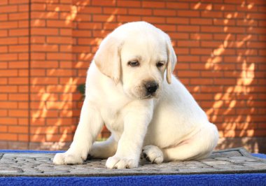 Mavi arka planda küçük bir labrador köpeği.